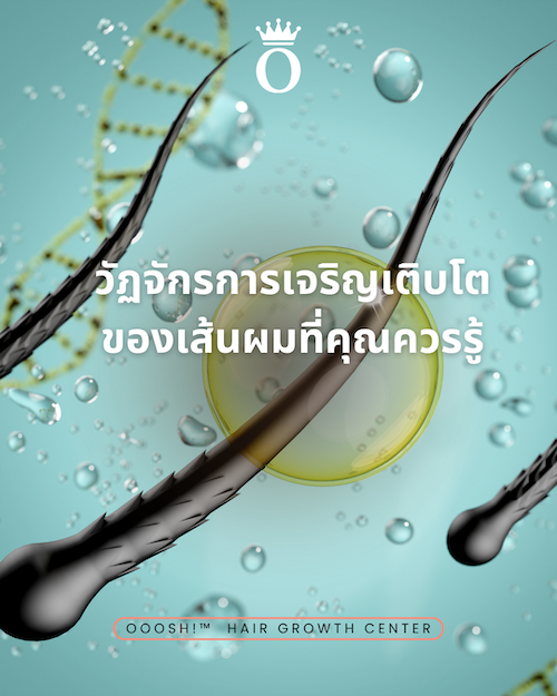 วัฏจักรการเจริญเติบโตของเส้นผมที่คุณควรรู้